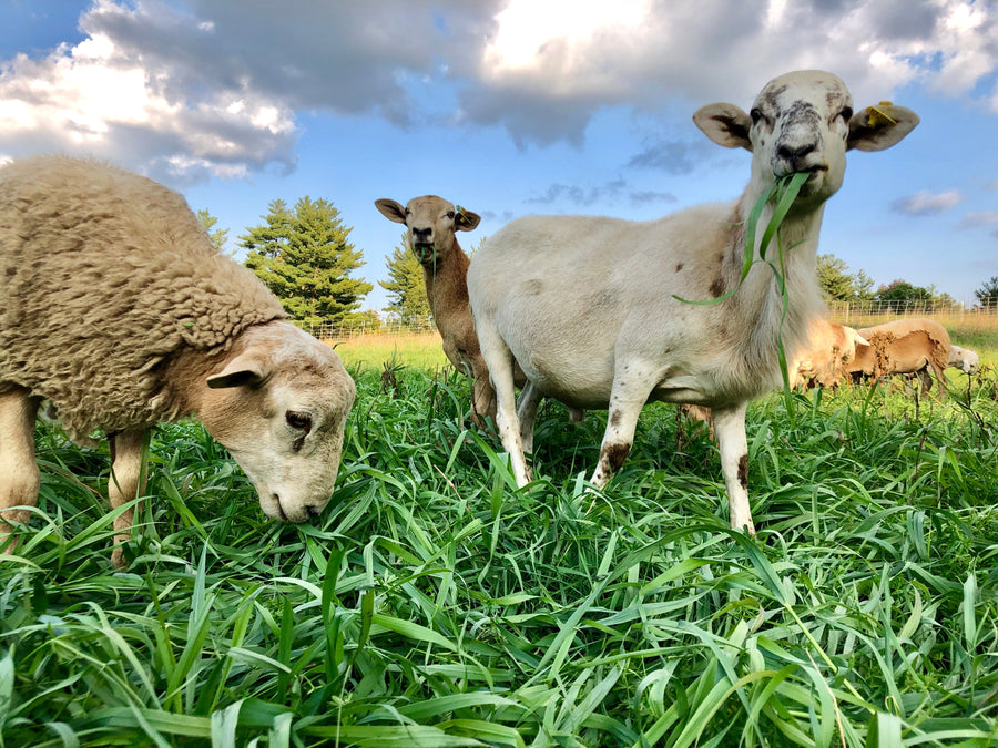 100% Grass fed Lamb