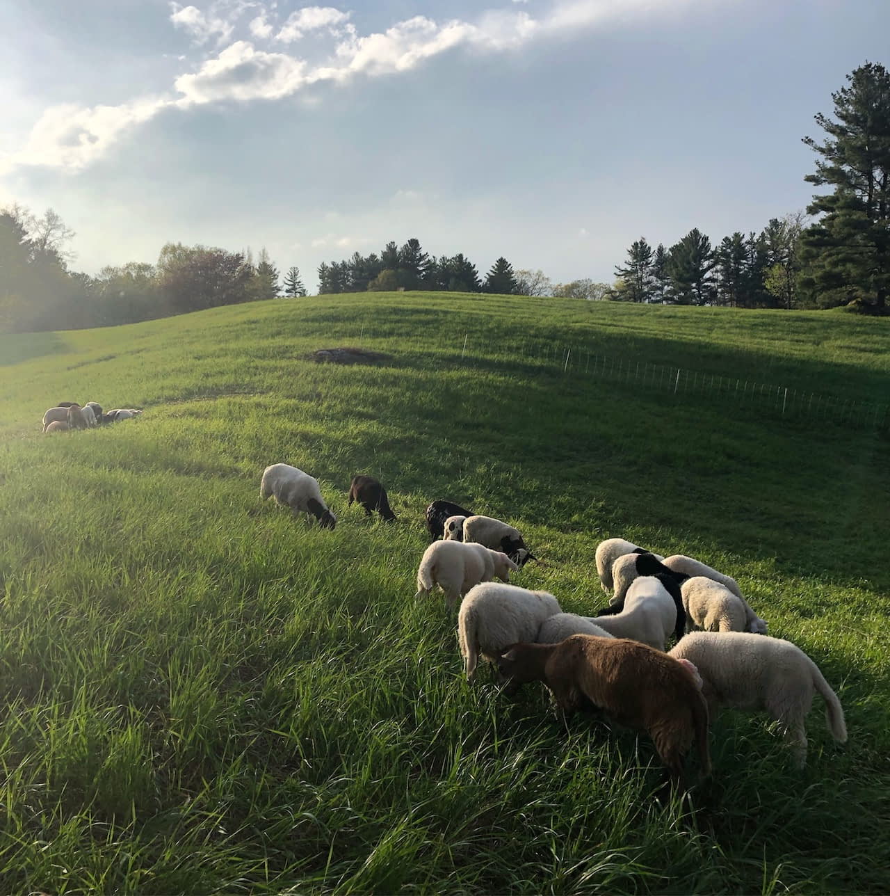 sheep in pasture