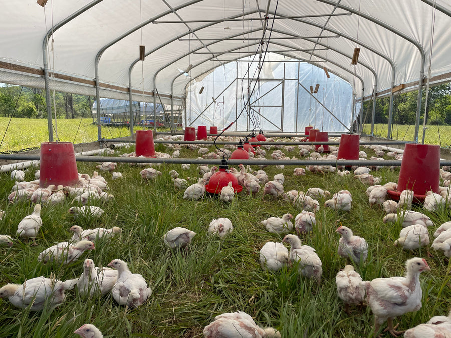 Organic Pasture-Raised Chicken