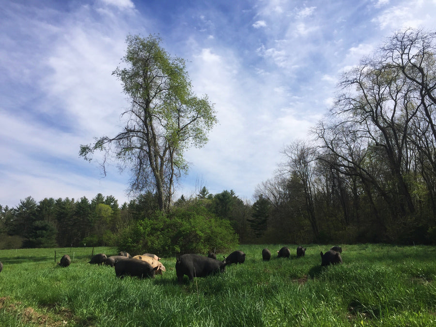 Organic, Pastured Pork