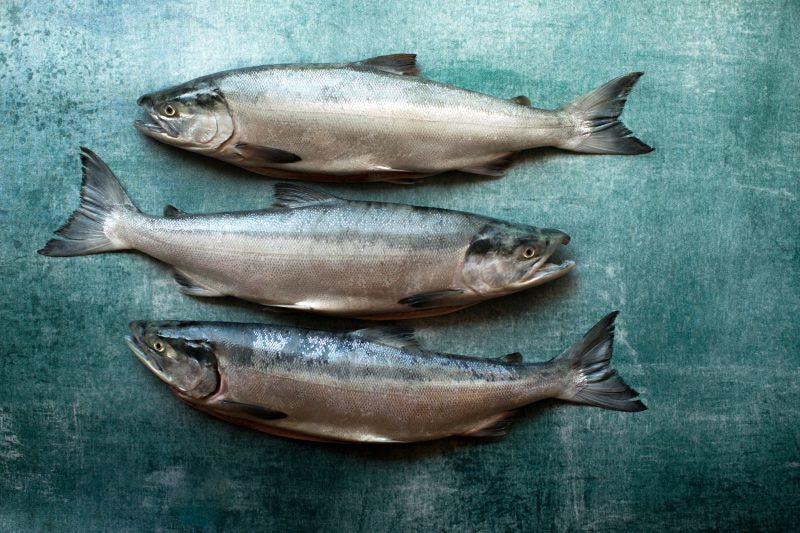 Wild Alaskan Sockeye Salmon