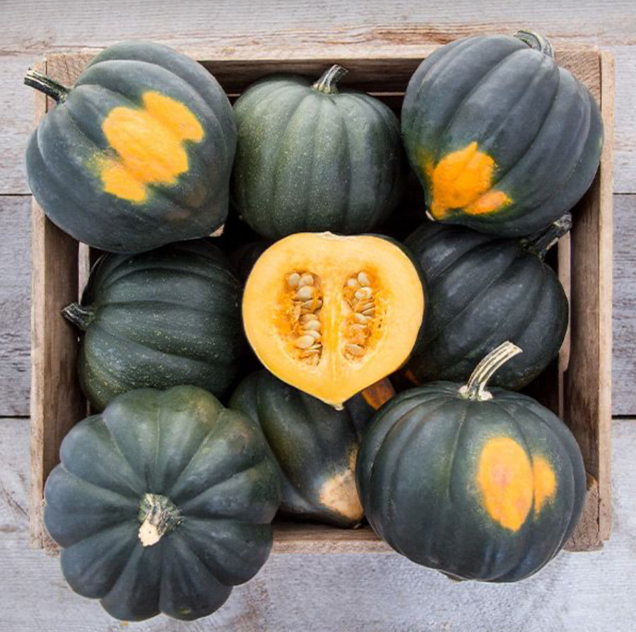 Acorn Squash